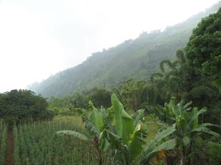 Km 31 Sujono Guesthouse - Bromo - 3
