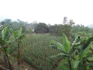 Km 31 Sujono Guesthouse - Bromo - 5