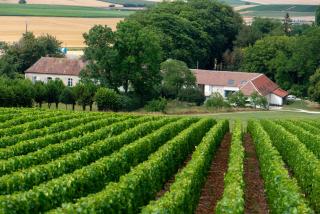 L' Ecrin des vignes - Sermiers - 2
