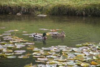 Chalet centaurée - Rémy HEROLD - 1