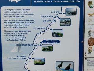 Whale of a time - Gansbaai - 8