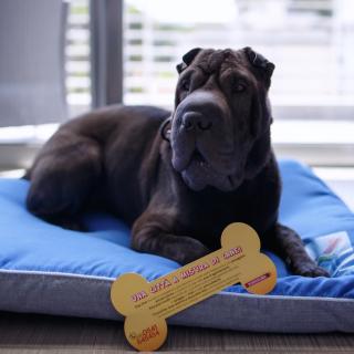 The One Hotel - Designed for Adults - Pet lovers - Riccione - 7