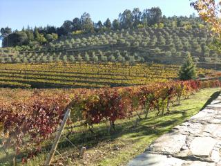 Quinta das Aveleiras - Torre de Moncorvo - 1