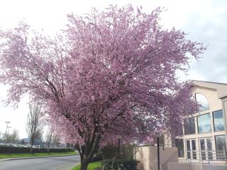 Best Western Plus Mill Creek Inn - Salem - 9