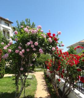 Triumph Holiday Village - 1