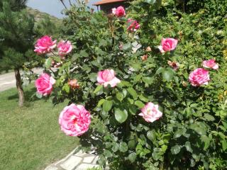 Prespa Resort & Spa - Platy - 6