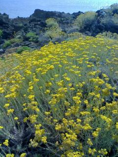 Dammuso Lubo - Pantelleria - 2