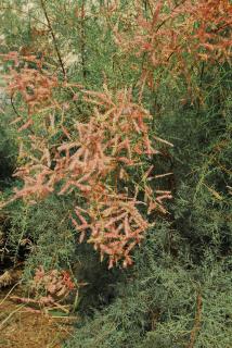 Ein Gedi Rooms Neve Zohar - Neve Zohar - 9