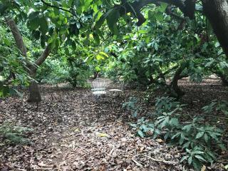 Finca El Vergel Rural - Tegueste - 7