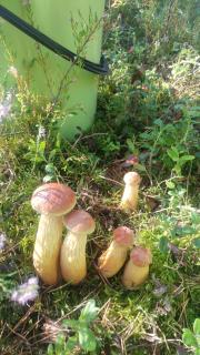 Niebieskie Domki - 2