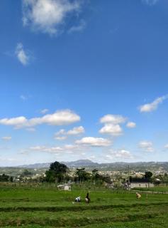 Pondok Bamboo Sendangsari - 4