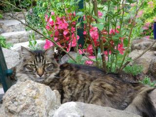 Chez Catherine - Roquebrune-sur Argens - 6