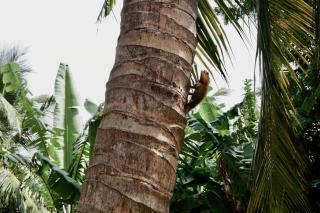 Allens home stay - Jaffna - 3