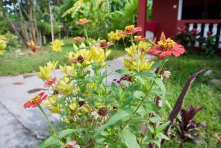 Phoumrumduol Bungalow - 6