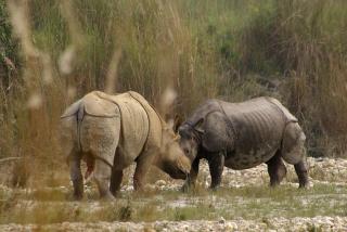 Bardia Wildlife Resort - Bhurkīā - 8