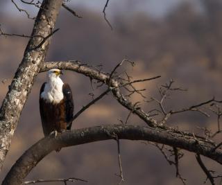 Toro Yaka Bush Lodge - Hoedspruit - 8