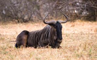 Toro Yaka Bush Lodge - 1