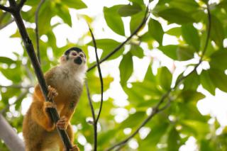 Urraca Monkey Island Eco Resort - 1