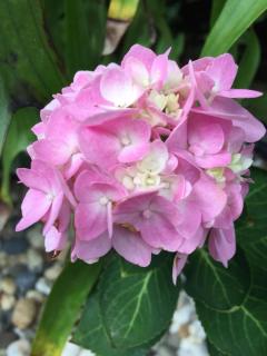 Baan Vanida Garden Resort - 8