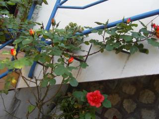 Cielito Lindo - Montpellier - 9