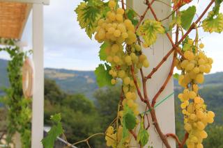 Pekko - Spello - 8