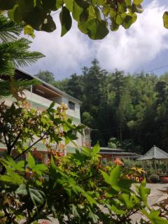 Alishan Mao Hsin - 3
