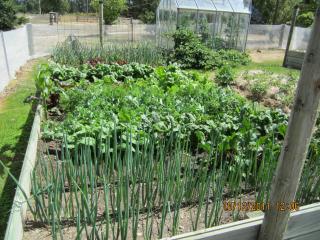 Hawkdun Rise Vineyard & Accommodation - 1