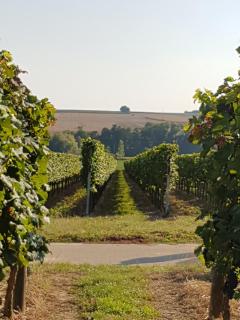 Weingut & Gästehaus Nagel - Kapellen-Drusweiler - 4