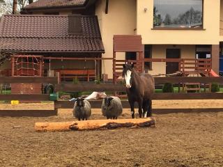 Quatro Osrodek Jezdziecki - Gospodarstwo Agroturystyczne - 5