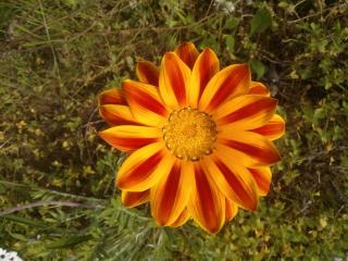 Arcamyrtus - Alghero - 9