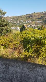 cozy cottage with sea views - Estreito da Calheta - 4
