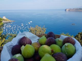 Villa Crawford - San Nicola Arcella - 3