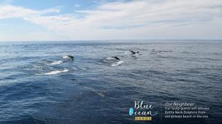 Blue Ocean Sands - On the Beach - 1