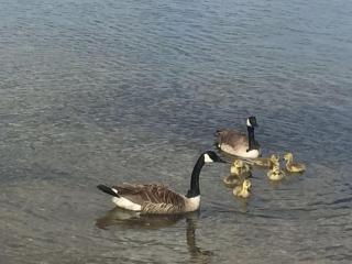 Super Lake Edge Lodge - 5