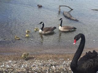 Super Lake Edge Lodge - 6