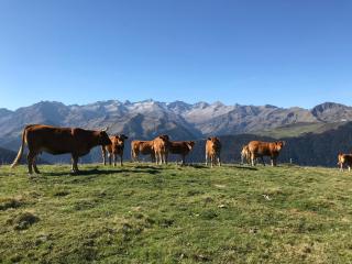 Le Castanier - Montauban-de-Luchon - 9