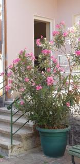Bellesuite Tirana - 1