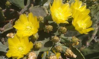 Apartments Maslina - Lumbarda - 6