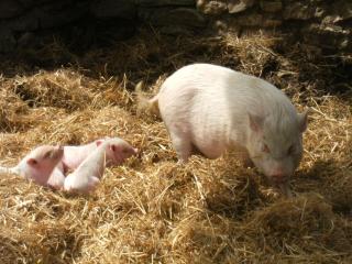 La ferme des Cévennes - Florac - 4
