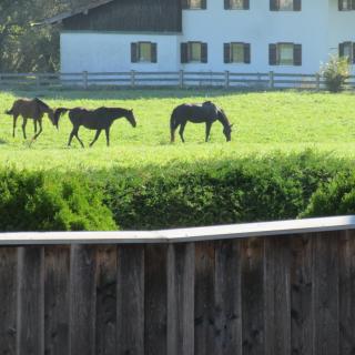 Ferienhaus Kaffeesatz - 3