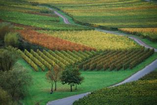Weingut Pension Gibbert-Pohl - Briedel - 3