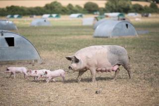 Helen Browning's Royal Oak - 5