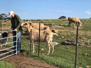 Gilgraves Vineyard Farmstay - Axedale - 9