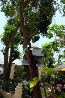 Moon house - Moon - Nha Trang - 2