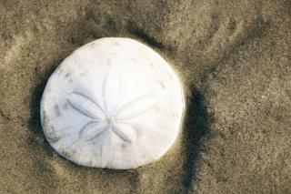 Sea Oats - Pacific Beach - 9