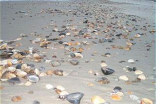 Seaside Searenity - 6