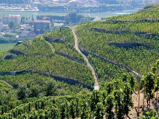 Gite Abricotier - Crozes-Hermitage - 1