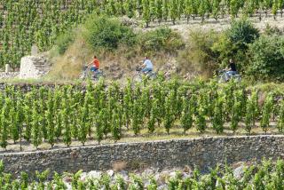 Gite Abricotier - Crozes-Hermitage - 3