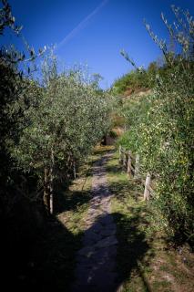 Olivium - La Spezia - 2