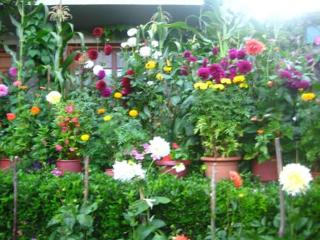 Guesthouse Gouris - Tsepelovo - 5